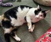 adoptable Cat in , MD named Maggie (Guest)