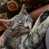 adoptable Cat in owings mills, MD named Duke