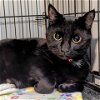 adoptable Cat in owings mills, MD named Bellatrix