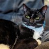 adoptable Cat in owings, MD named Neville