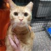 adoptable Cat in owings mills, MD named Fizz
