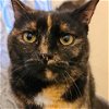 adoptable Cat in owings mills, MD named Cotton Candy