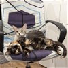 adoptable Cat in , MD named Marianne (paired with Margaret)