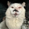 adoptable Cat in owings, MD named Groucho