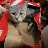 adoptable Cat in owings mills, MD named Jaden