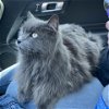 adoptable Cat in owings mills, MD named Asher