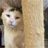 adoptable Cat in owings mills, MD named Blue