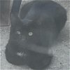adoptable Cat in owings, MD named Luke