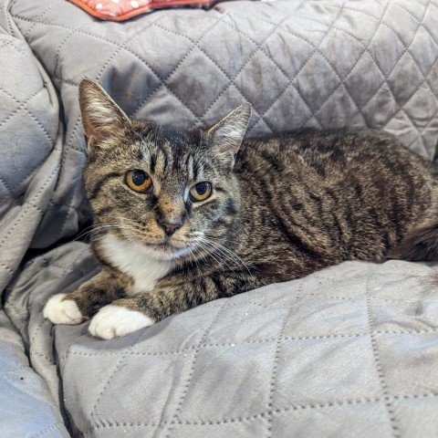 adoptable Cat in Owings Mills, MD named Marcie