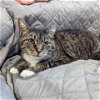 adoptable Cat in , MD named Marcie