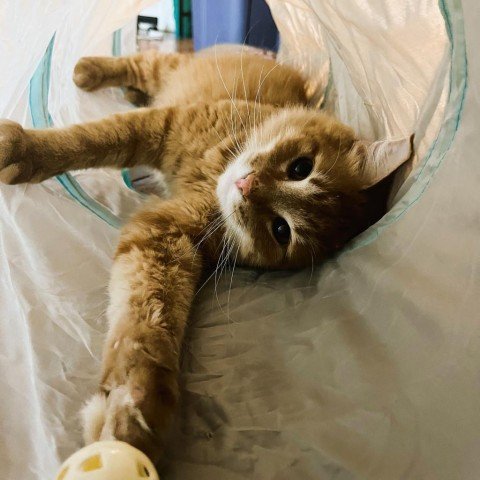 adoptable Cat in Owings Mills, MD named Sir Sweet Potato