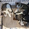 adoptable Cat in owings mills, MD named Claritin (paired with a sibling)