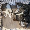 adoptable Cat in owings, MD named Zyrtec (paired with a sibling)