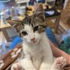 adoptable Cat in , MD named Allegra (paired with a sibling)