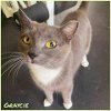 adoptable Cat in owings mills, MD named Graycie