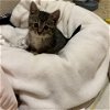 adoptable Cat in , MD named Lily