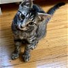 adoptable Cat in owings mills, MD named Darry