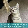 adoptable Cat in owings mills, MD named Basil (paired with Cardamom)