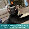 adoptable Cat in owings mills, MD named Cardamom (paired with Basil)