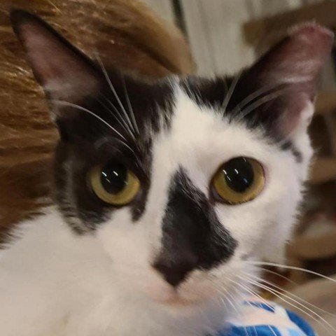 adoptable Cat in Owings Mills, MD named Memphis