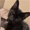adoptable Cat in owings mills, MD named Jax (paired with Joey)