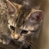 adoptable Cat in owings mills, md, MD named Jimmy (paired with Jemmy)