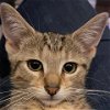 adoptable Cat in owings mills, md, MD named Jemmy (paired with Jimmy)