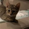 adoptable Cat in owings mills, MD named Joey (paired with Jax)