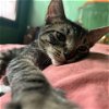 adoptable Cat in owings mills, MD named George (paired with Ginger)
