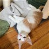 adoptable Cat in , MD named Nemo (paired with Bolt)