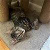 adoptable Cat in owings mills, MD named Bolt (paired with Nemo)