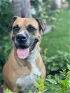 adoptable Dog in  named Bubba