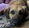 adoptable Dog in palatine, IL named Sadie