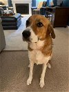 adoptable Dog in palatine, IL named Bailey