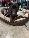 adoptable Dog in palatine, IL named Jamee