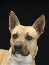 adoptable Dog in palatine, IL named Tonto