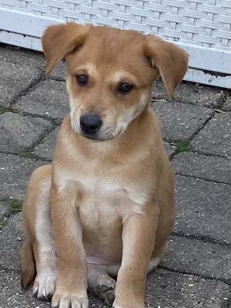 adoptable Dog in Palatine, IL named Sandi