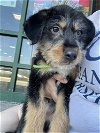 adoptable Dog in palatine, IL named Doc
