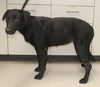 adoptable Dog in Palatine, IL named Marley