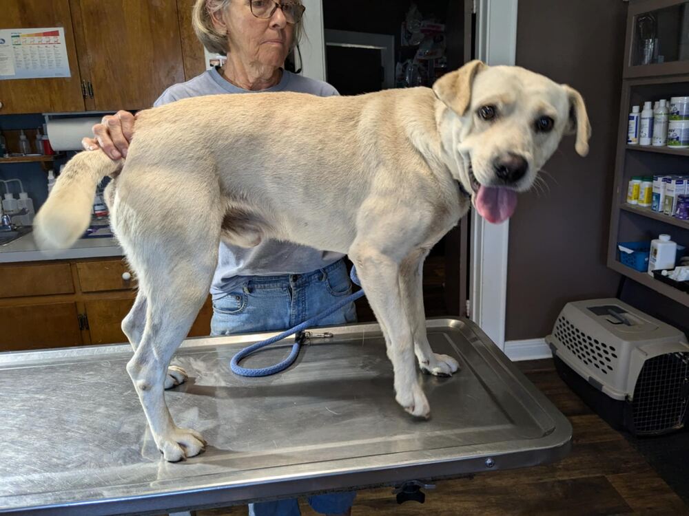 adoptable Dog in Palatine, IL named Trent