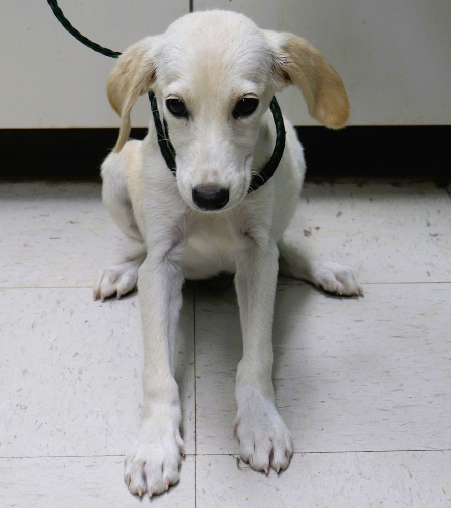 adoptable Dog in Palatine, IL named Buster