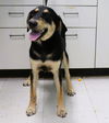 adoptable Dog in , IL named Moxie