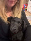 adoptable Dog in Palatine, IL named iris