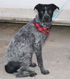 adoptable Dog in Palatine, IL named Sultan