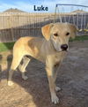 adoptable Dog in  named Luke