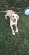 adoptable Dog in  named Jane