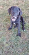 adoptable Dog in  named Jack
