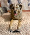 adoptable Dog in  named Sterling