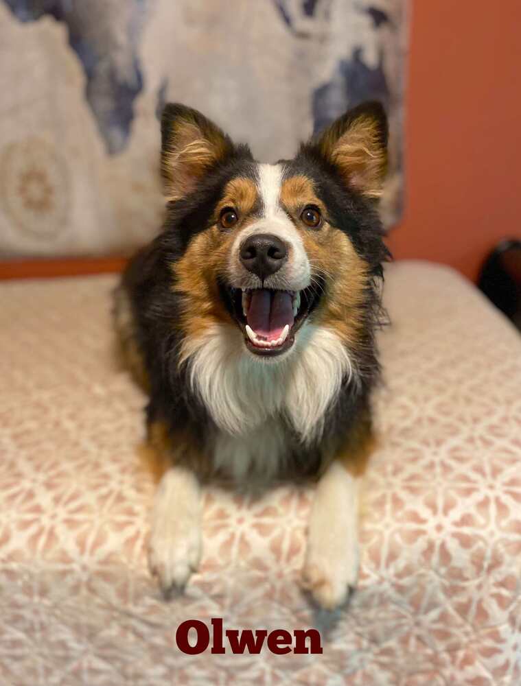 adoptable Dog in Palatine, IL named olwen