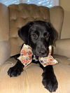 adoptable Dog in  named Chastity
